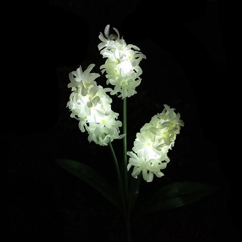 Solar Garten Hyazinthe Licht